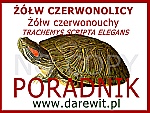 poradnik jak hodować żółwia czerwonolicego